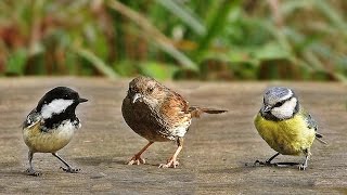 Sons doiseaux de la forêt [upl. by Aicinat]