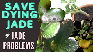 Jade Plant Problems and Pests  Save a DYING Crassula Ovata  MOODY BLOOMS [upl. by Vicki130]