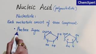 Nucleic Acid  Biomolecules Class 12 Chapter 14 [upl. by Airpac]