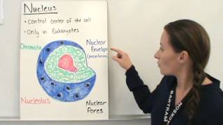 Organization of the Cell [upl. by Luehrmann]