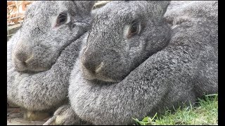 Meet the giant Flemish rabbits [upl. by Jacquelin]