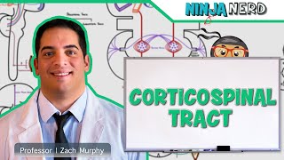 Neurology  Descending Tracts Corticospinal Tract [upl. by Thorma]