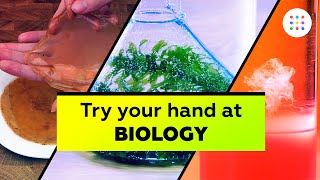 5 biology experiments you can do at home [upl. by Zebe]