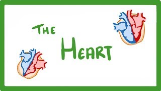 GCSE Biology  The Heart 23 [upl. by Ahsirpac]