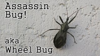 Assassin Bug Wheel Bug a Beneficial Insect [upl. by Adriell]