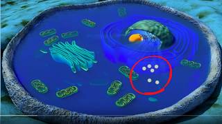 Cell organelles basics [upl. by Evangelia]