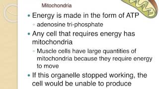 Cell Organelles Structure amp Function [upl. by Nuncia]